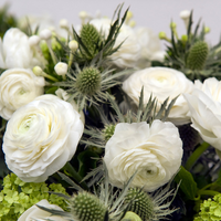 Thumbnail for Ranunculus White (Ranunculus Tecolote)