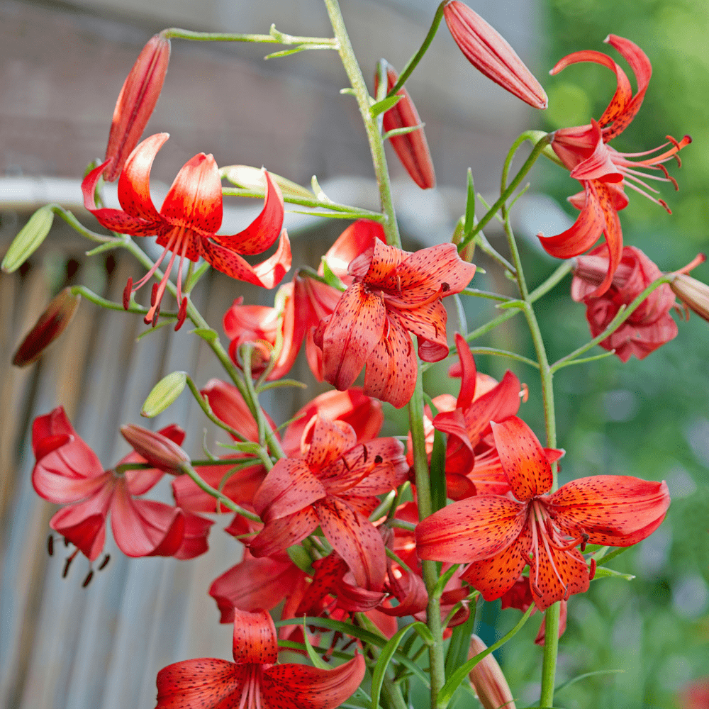 Red Velvet Tiger Lily