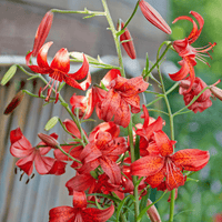 Thumbnail for Red Velvet Tiger Lily