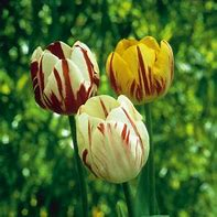 Thumbnail for Rembrandt Tulip
