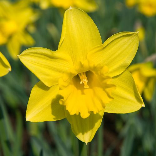 Rijnveld's Early Sensation Trumpet Daffodil