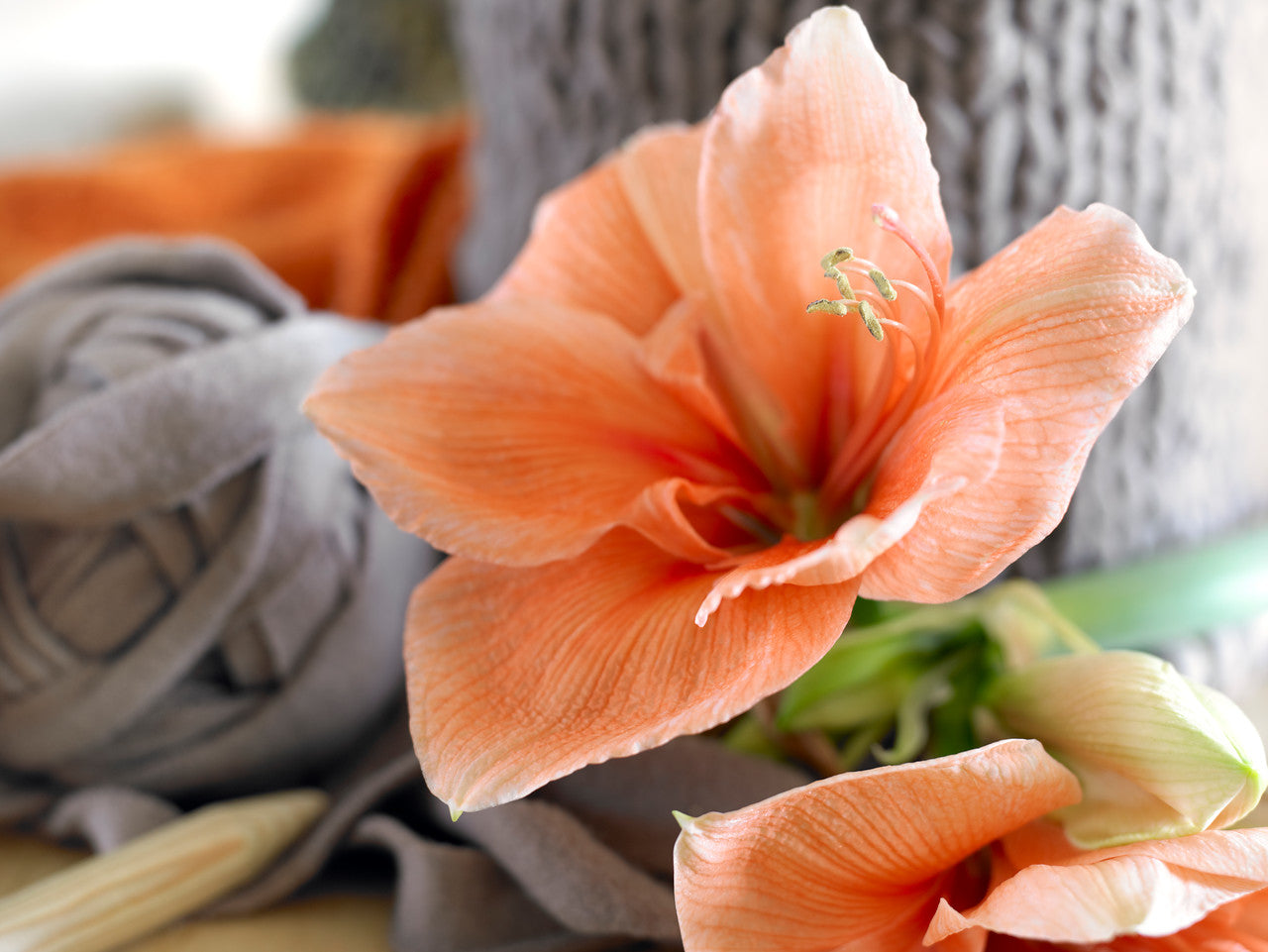 'Rilona' Hippeastrum, Amaryllis - pre-1870 Heirloom