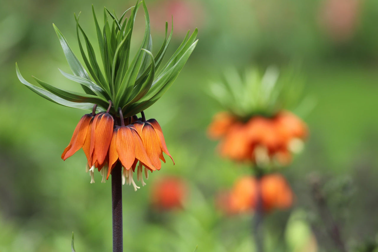 Imperial Fritillaria 'Rubra' 1590 Heirloom Bulbs