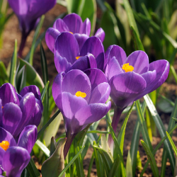 Crocus Specie ‘Ruby Giant' Bulbs