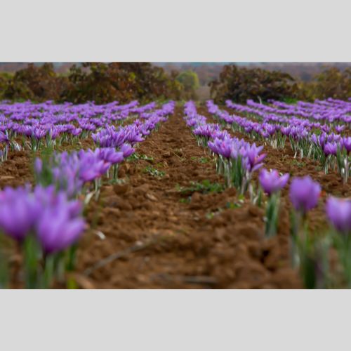 Crocus 'Saffron Crocus' Blooms in Fall