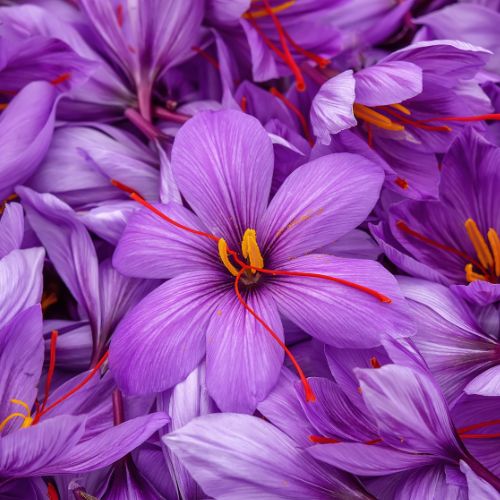 Sativus Saffron Crocus Bulbs
