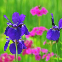 Thumbnail for Iris Sibirica - 'Marantha' (Siberian Iris)