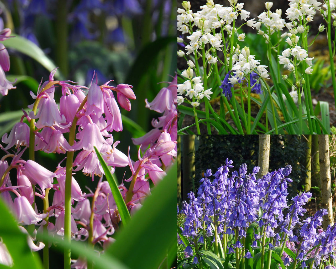 Hyacinthoides Hispanica Wood Hyacinth Mixture, Spanish Bluebells