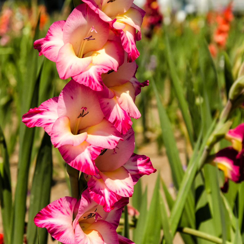 'Ted's Trump' Large Flowering Gladiolus
