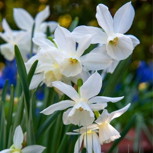 Thalia Early Season Daffodil 