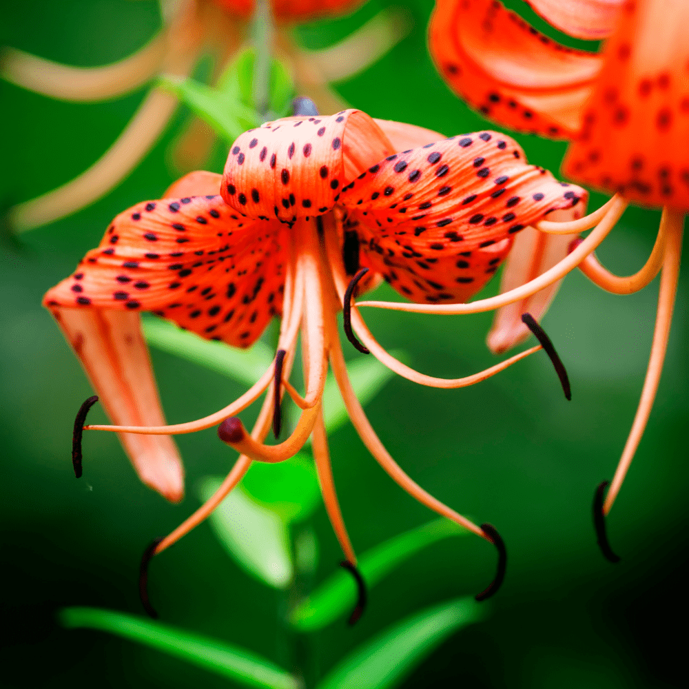 'Lancifolium-Splendens' Tiger Lily