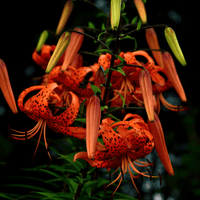 Thumbnail for 'Lancifolium-Splendens' Tiger Lily