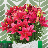 Thumbnail for Tiny Pearl Lily, Lilium Asiatic (Asiatic Lily, Lily Div I)