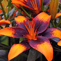 Thumbnail for Tiny Shadow Lily, Lilium Asiatic (Asiatic Lily, Lily Div I)