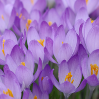 Thumbnail for Crocus 'Tommasinianus' 1847 Heirloom Bulbs