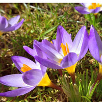 Thumbnail for Tricolor Crocus