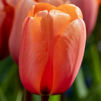 Thumbnail for Darwin Hybrid 'Triple A' Tulip (Mid to Late)