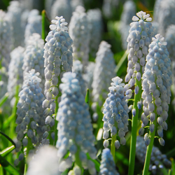 Grape Hyacinth 'Muscari Valerie Finnis'