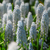 Thumbnail for Grape Hyacinth 'Muscari Valerie Finnis'