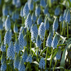 Grape Hyacinth 'Muscari Valerie Finnis'
