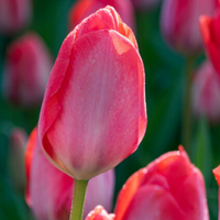 Thumbnail for Darwin Hybrid 'Van Eijk' Tulip (Mid to Late)