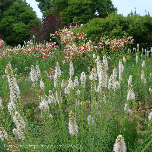 Liatris Spicata Floristsan White (White Blazingstar)