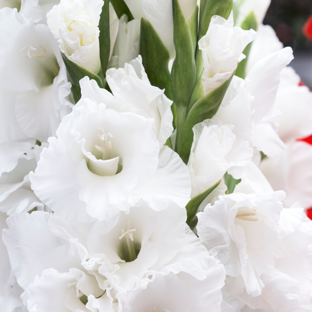 'Villa Blanca' Large Flowering Gladiolus