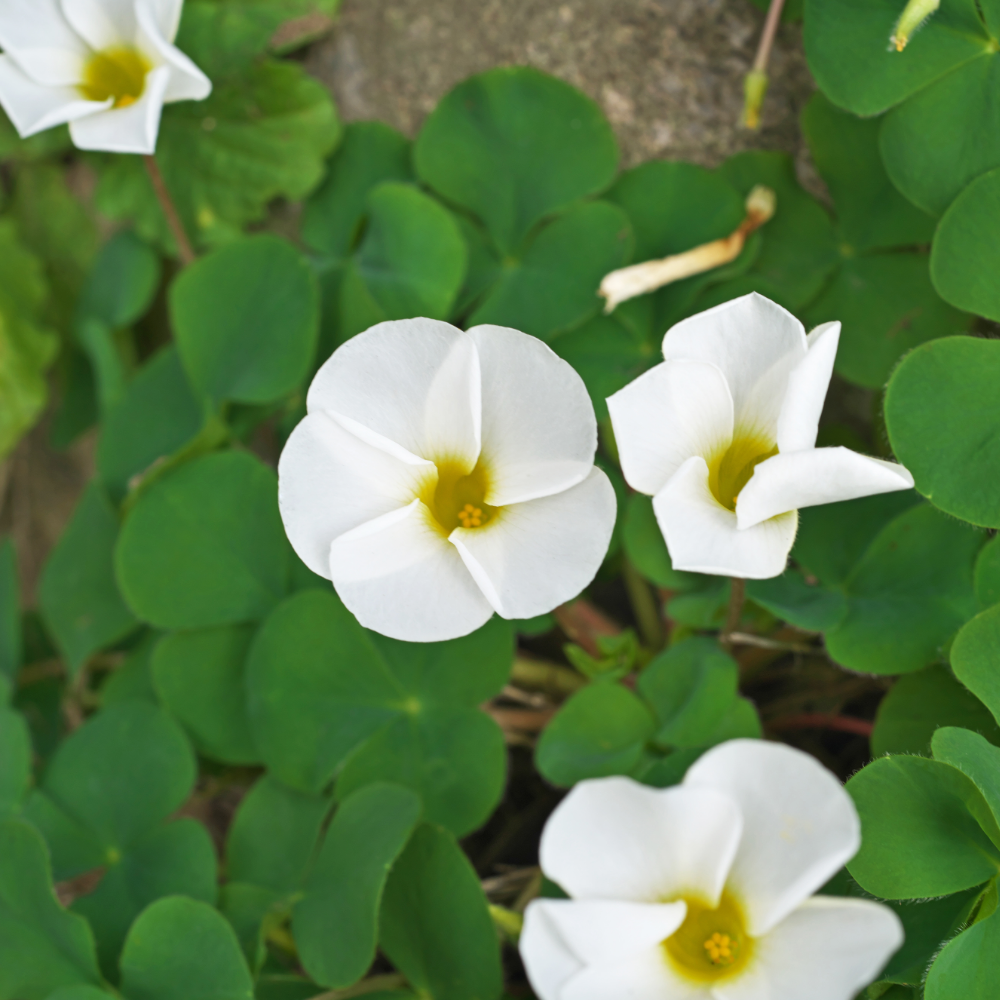 Oxalis 'Regnellii' , Shamrock
