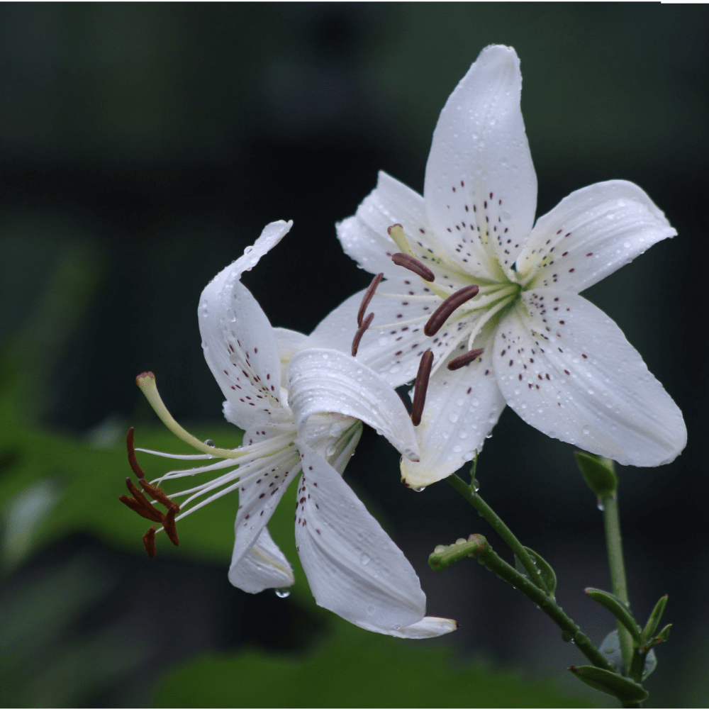 White Twinkle Tiger Lily