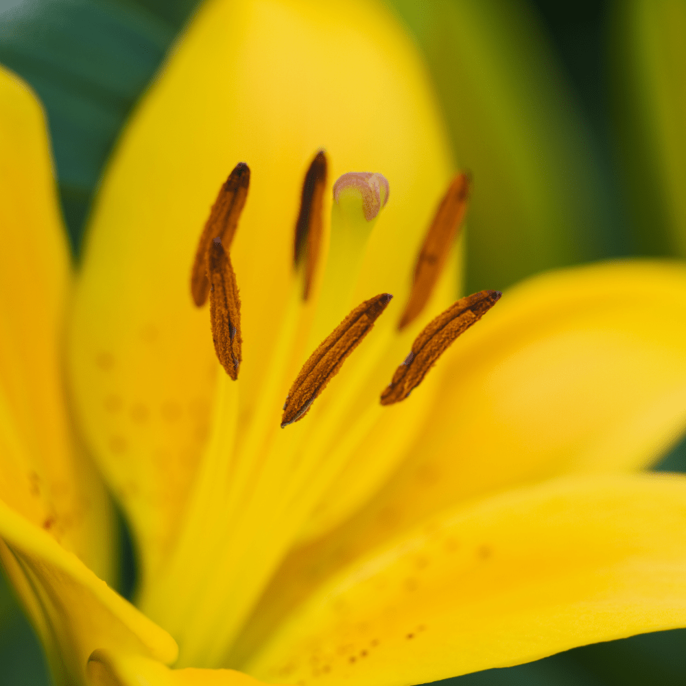 Classic Joy Yellow Asiatic Lily