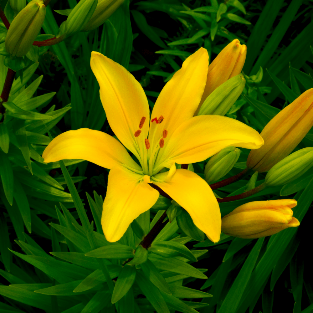 Classic Joy Yellow Asiatic Lily