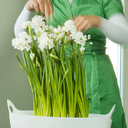 Paperwhites 'Ziva'