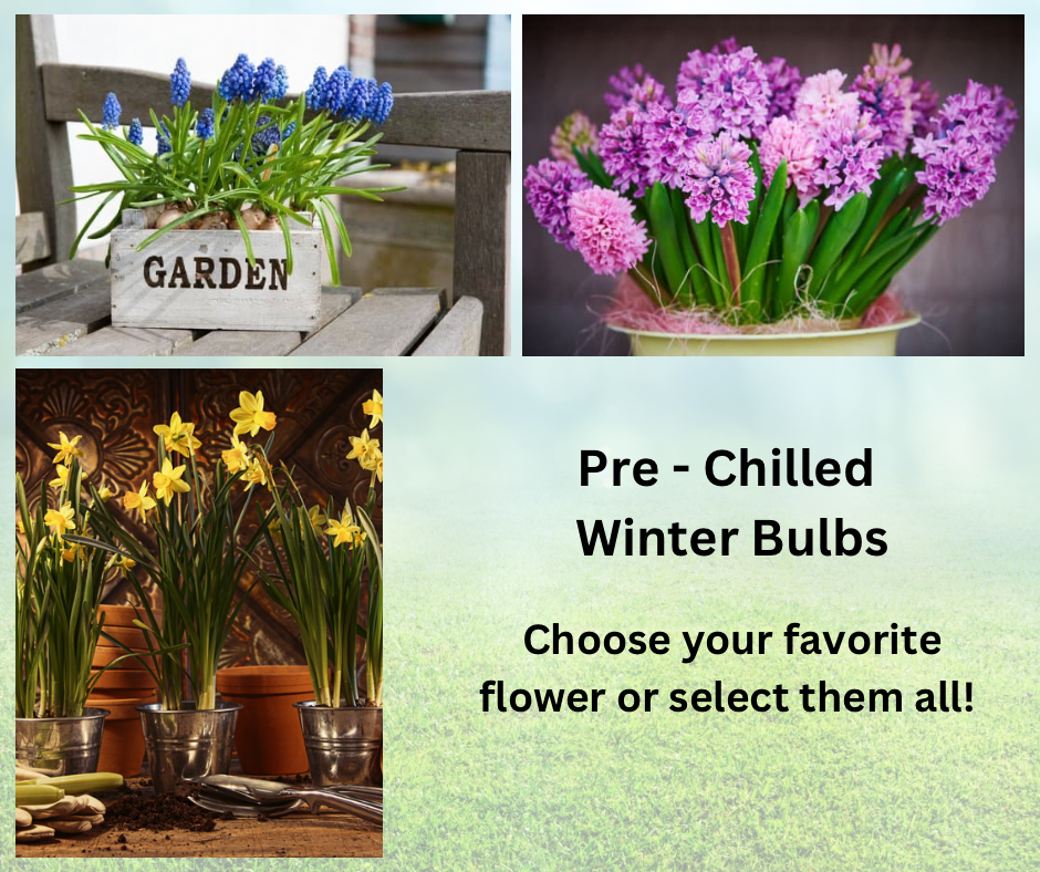 Winter Bulbs, Pre-Chilled and ready to plant!