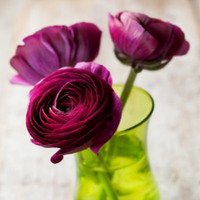Thumbnail for jumbo Purple Ranunculus