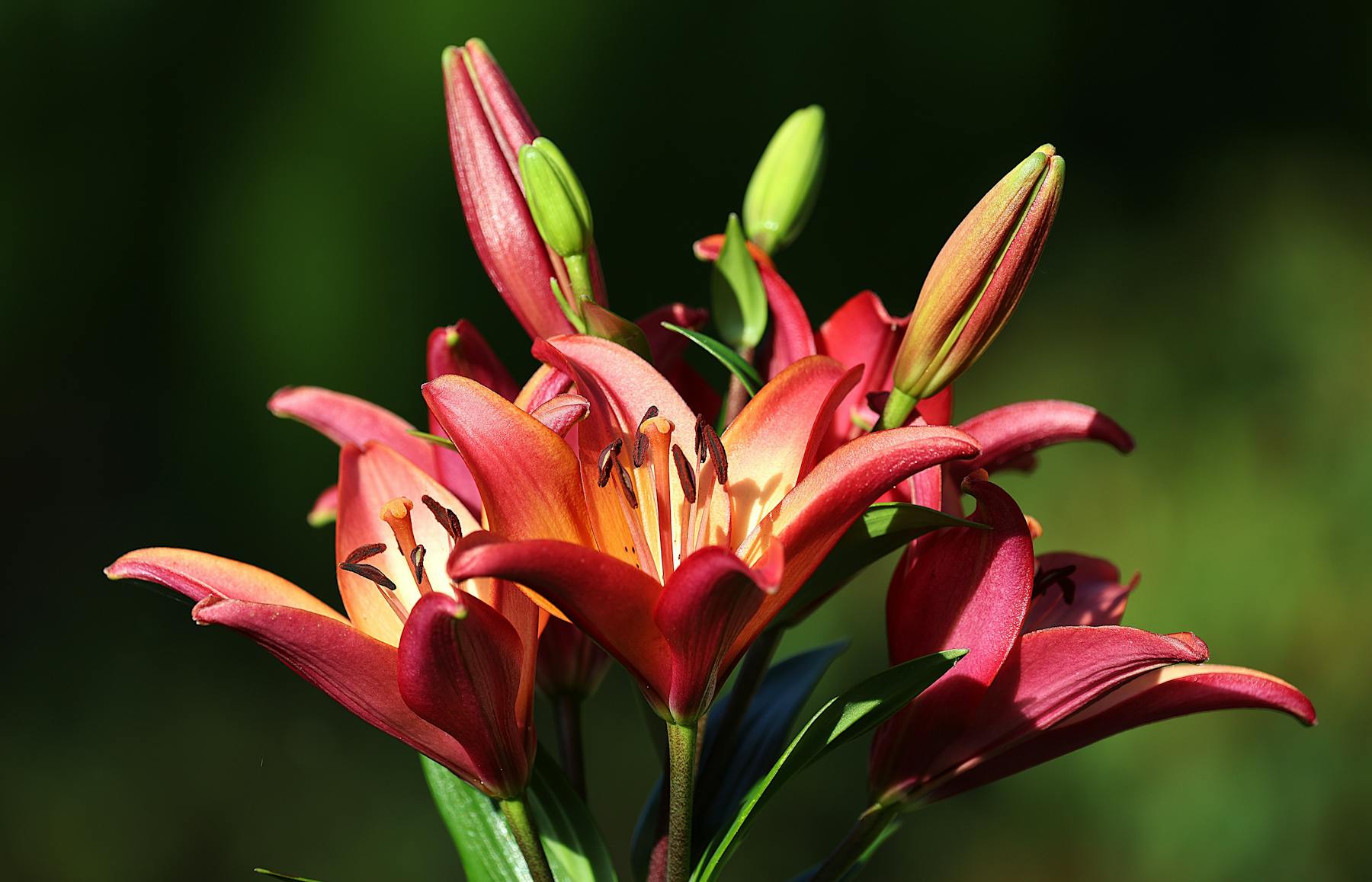 Asiatic vs. Oriental Lilies: Key Differences & Planting Tips