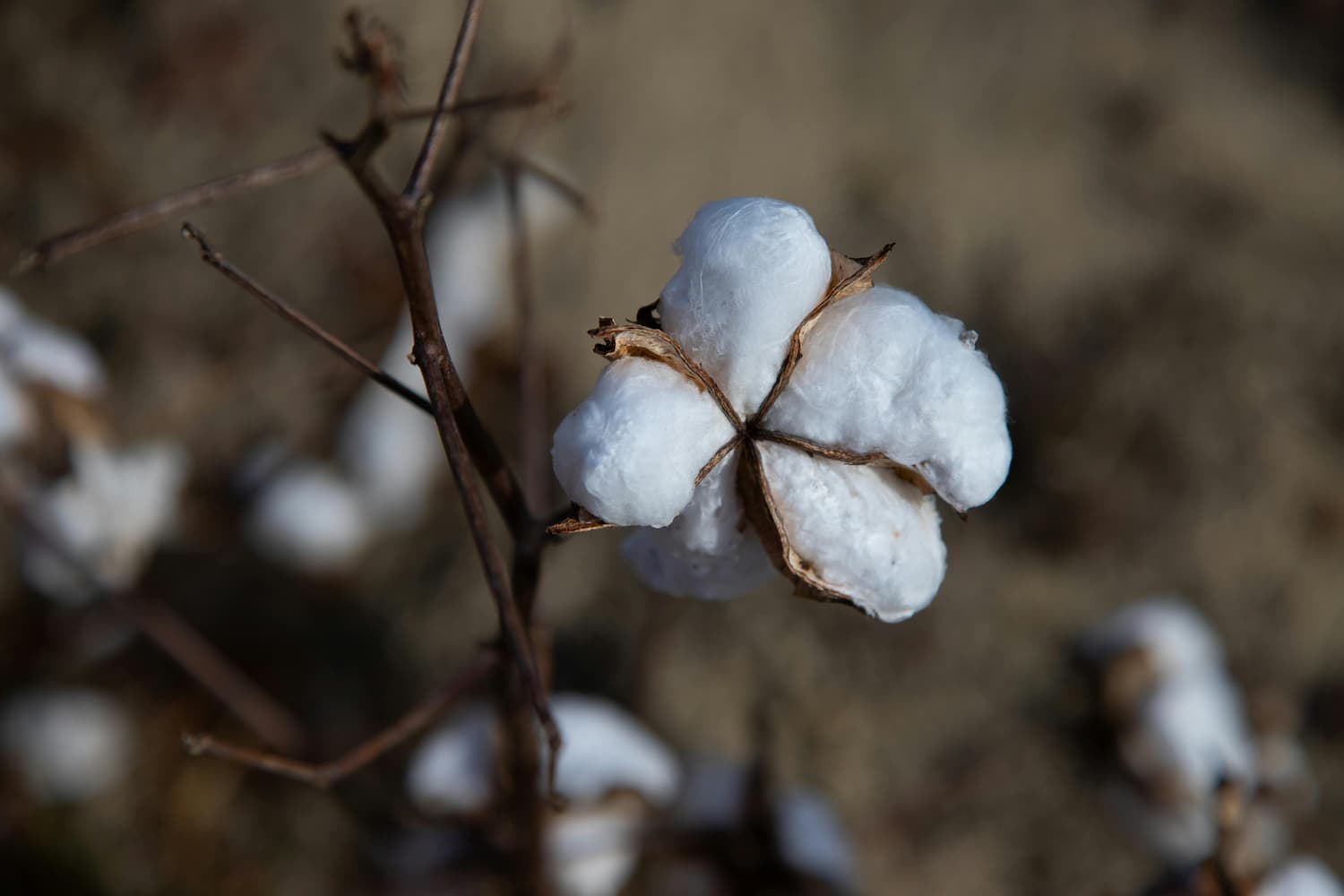 A close-up of a fluffy white cotton boll on a dried brown stem.