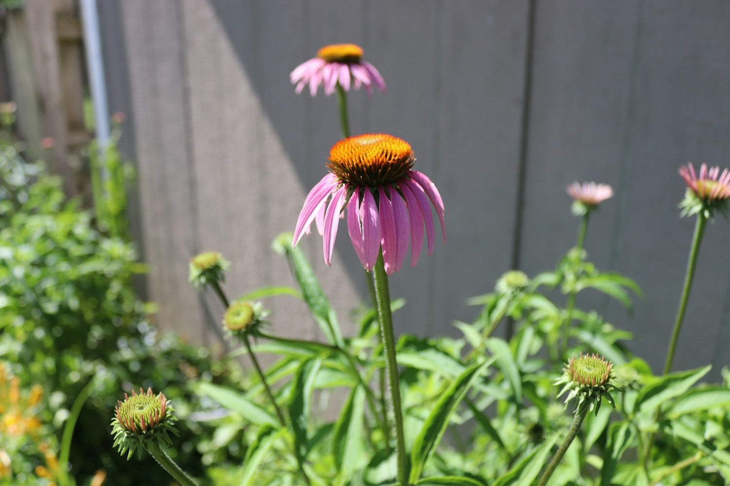 A close-up of a pink Echinacea flower with several buds in the background.