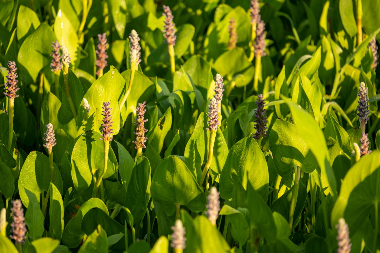 A field of green plants with tall purple flowers sprouting amidst large, glossy leaves.