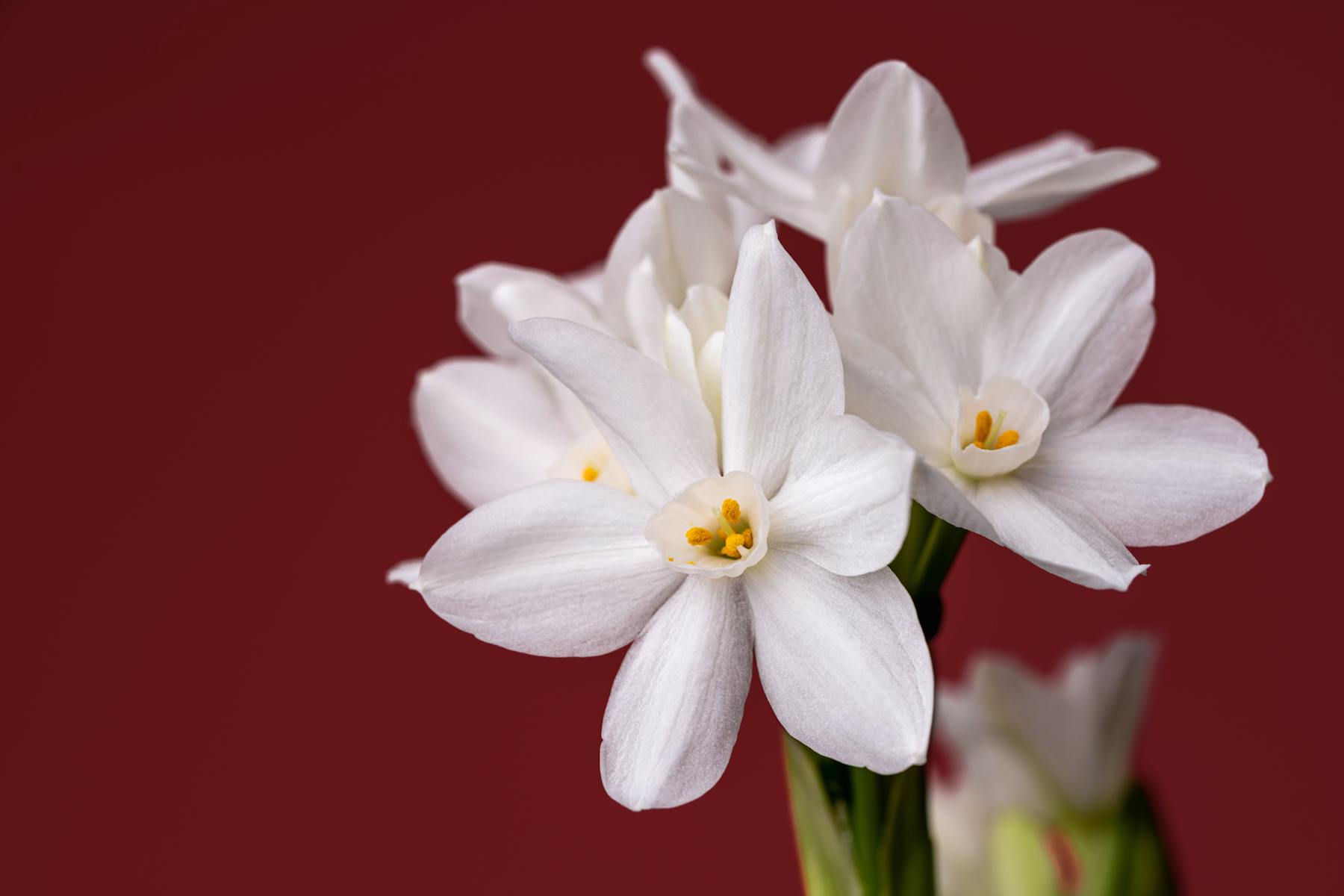 Forcing Bulbs Indoors: A Beginner’s Guide to Winter Blooms