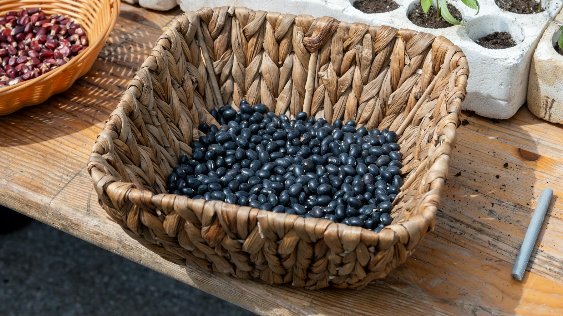 Heirloom Bean Varieties