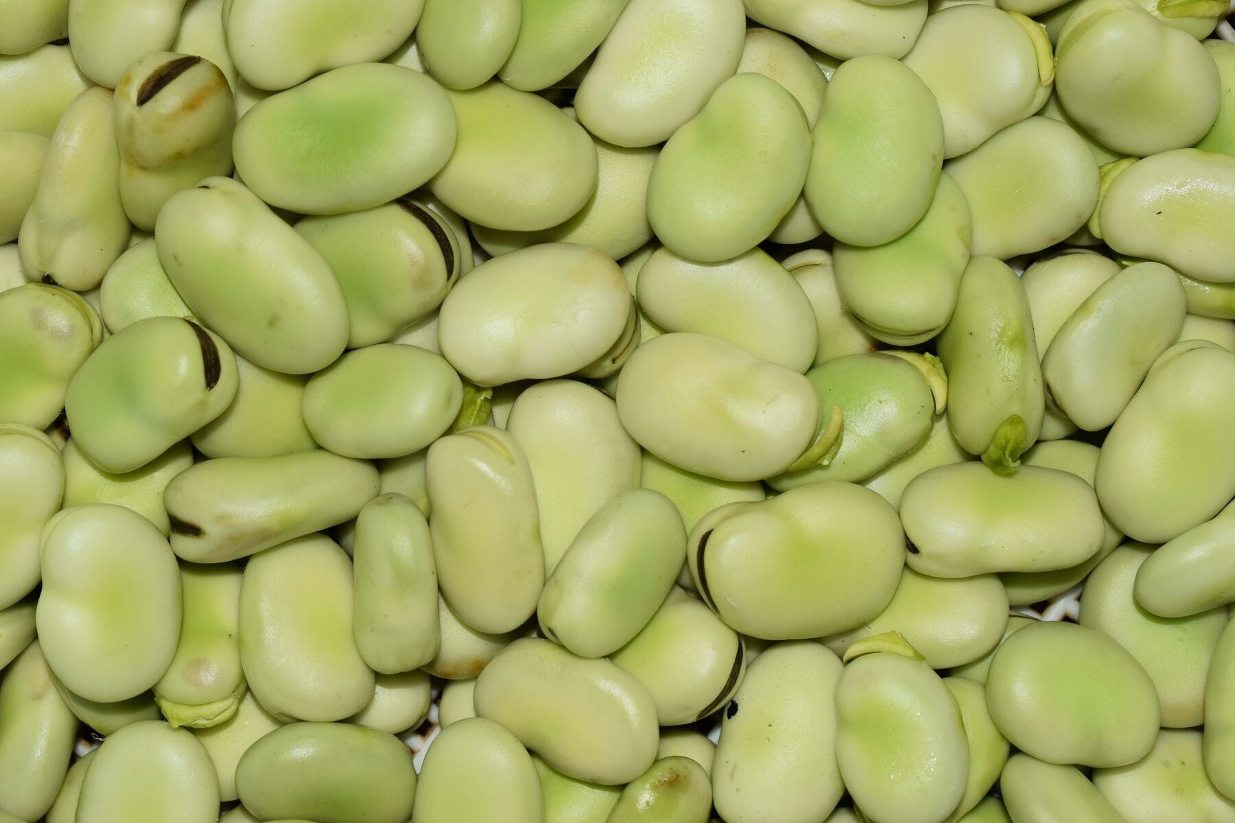 How to Grow Lima Beans