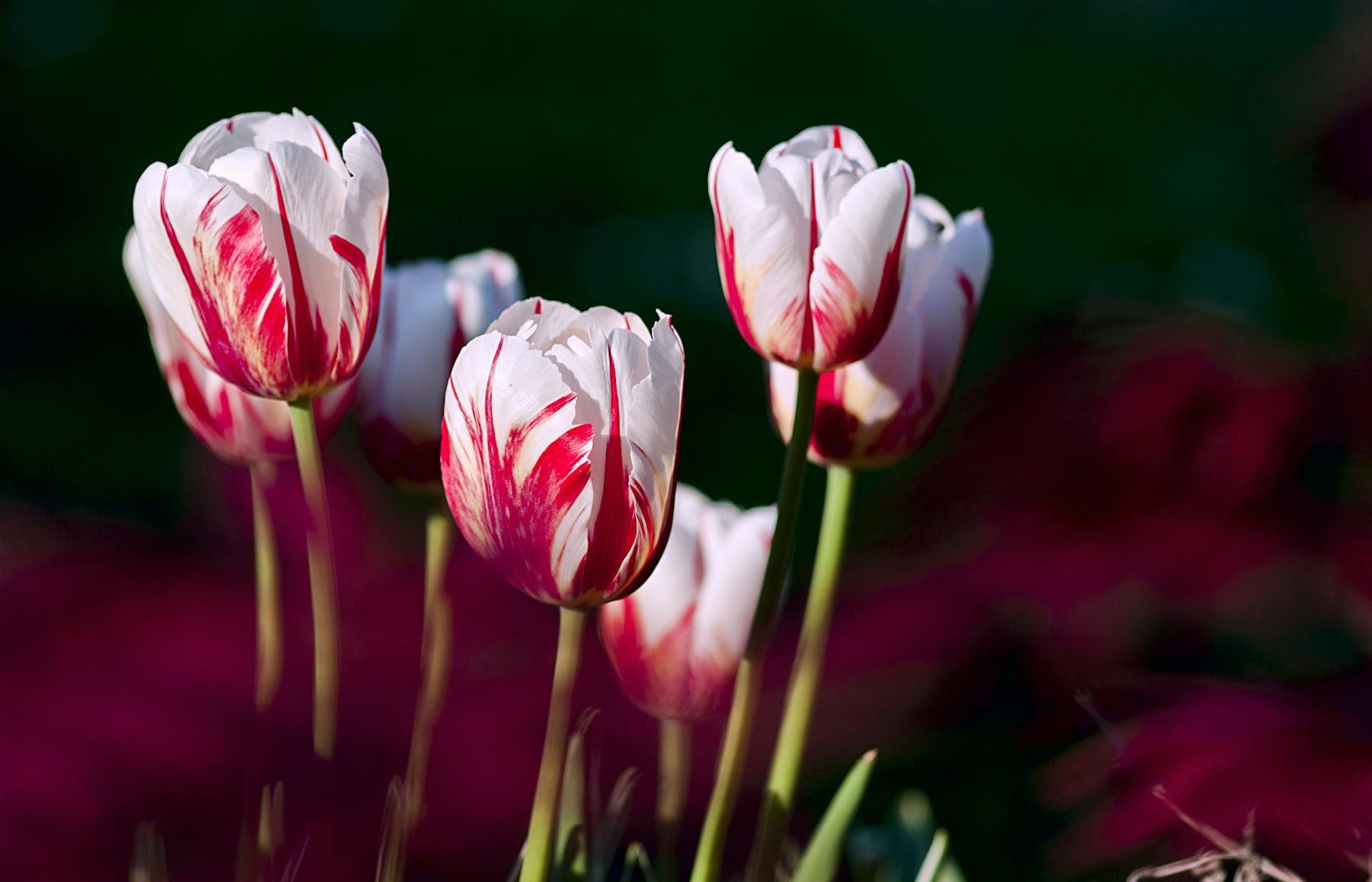 How to Grow Tulips as a Cut Flower: A Complete Guide