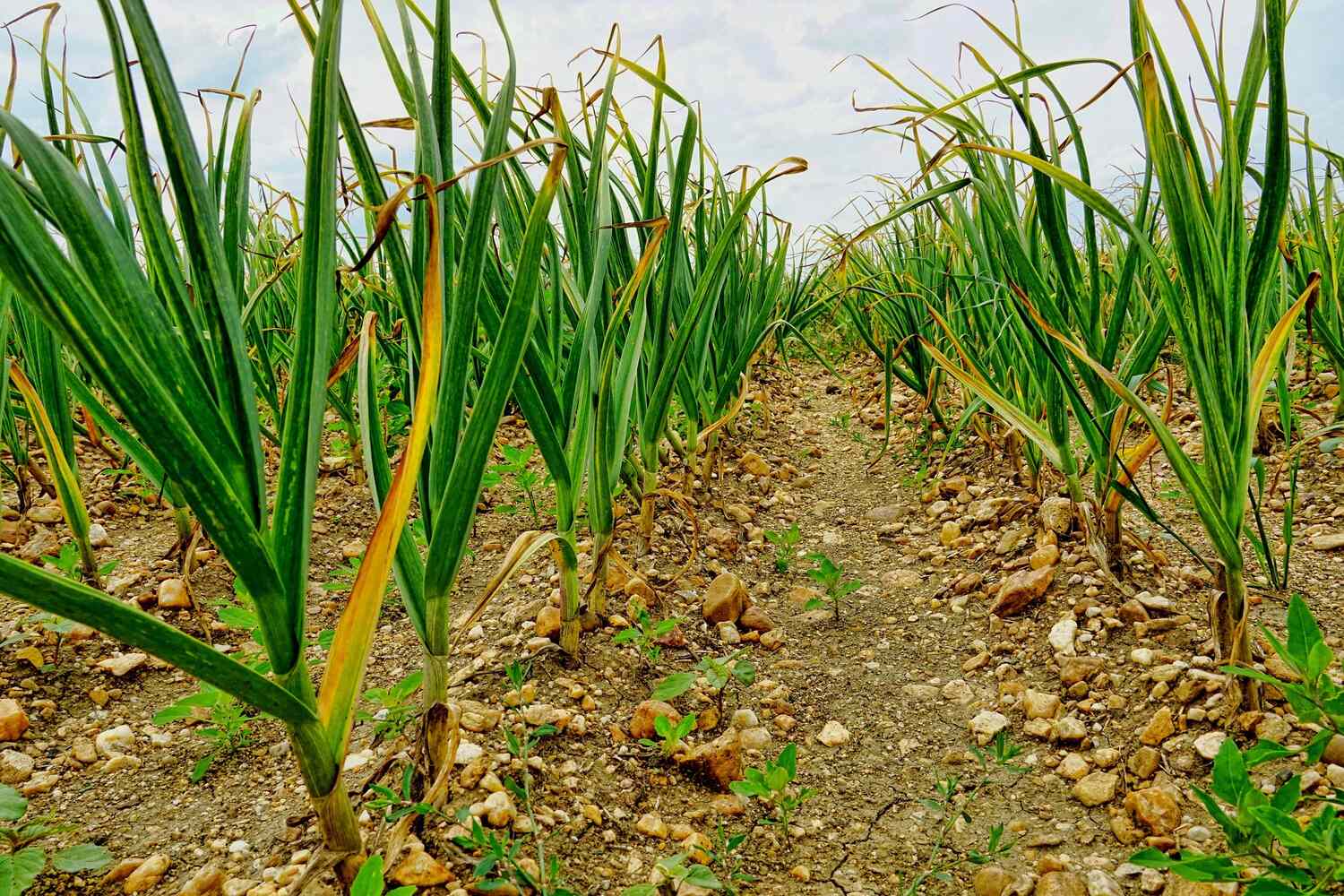 A garlic field with rows of green garlic plants growing in soil.