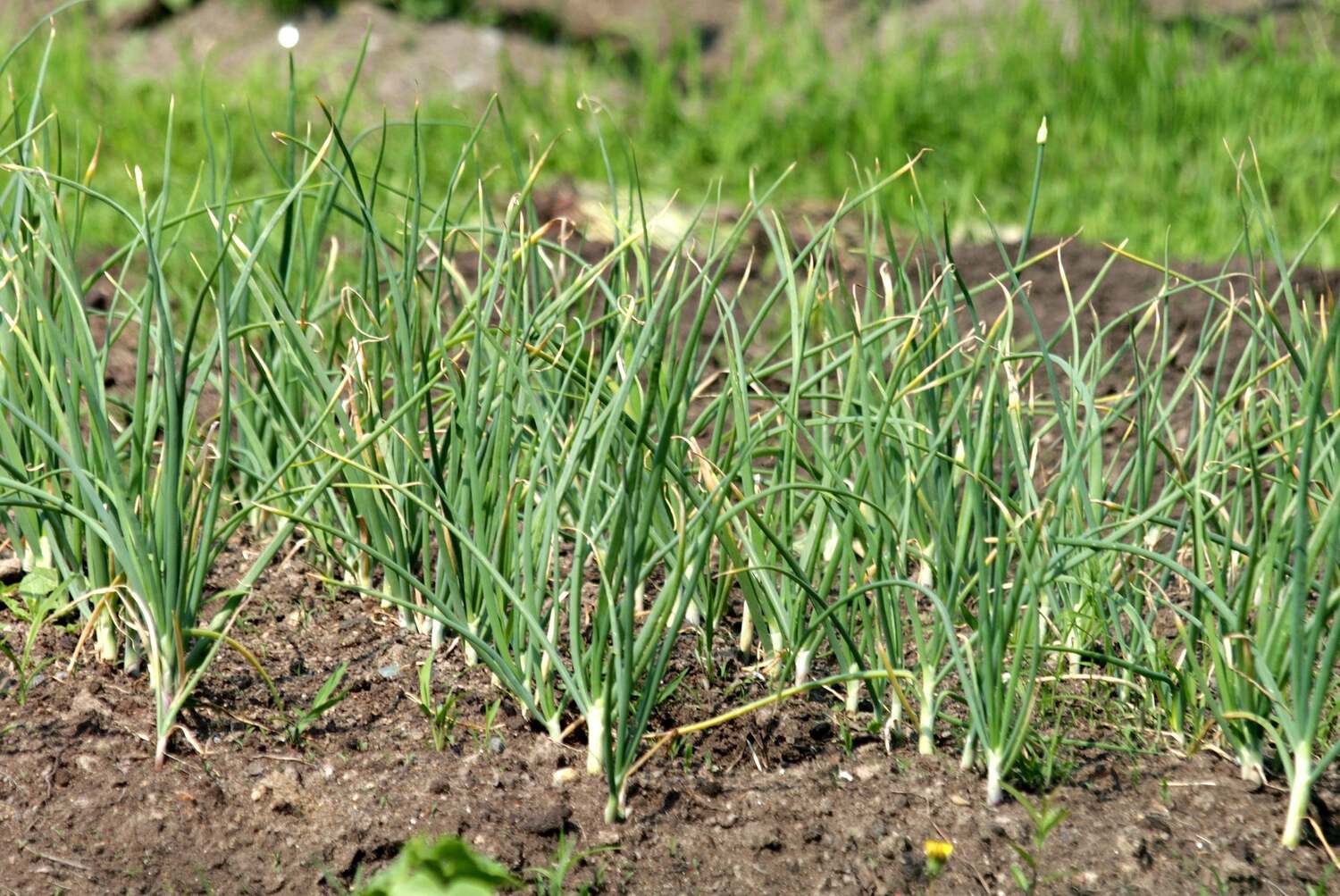 A garlic plant growing in a field with green shoots.