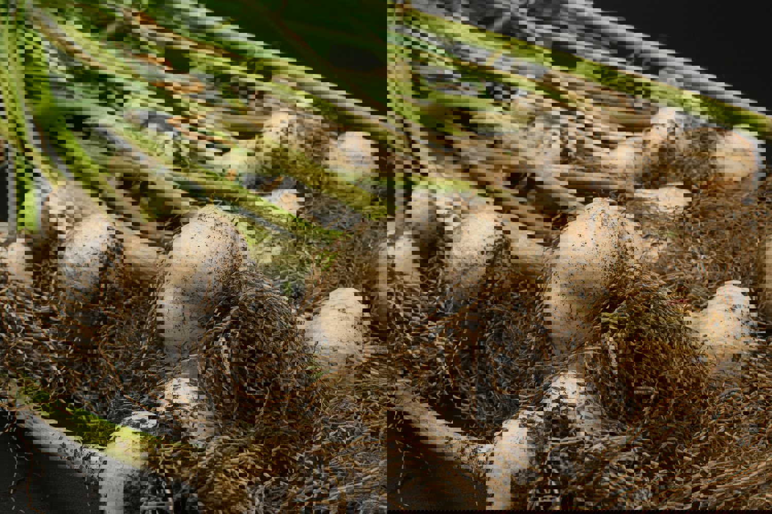 Healthy garlic plants growing in rich soil, showing strong green shoots.