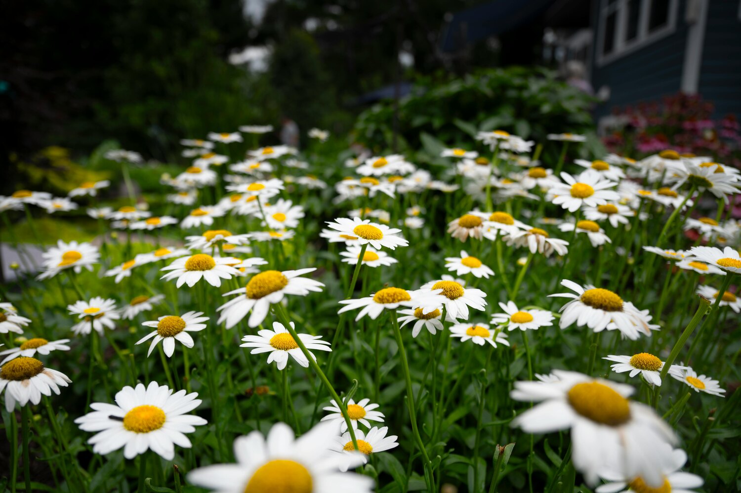 A field of white daisies with yellow centers blooming in a garden.