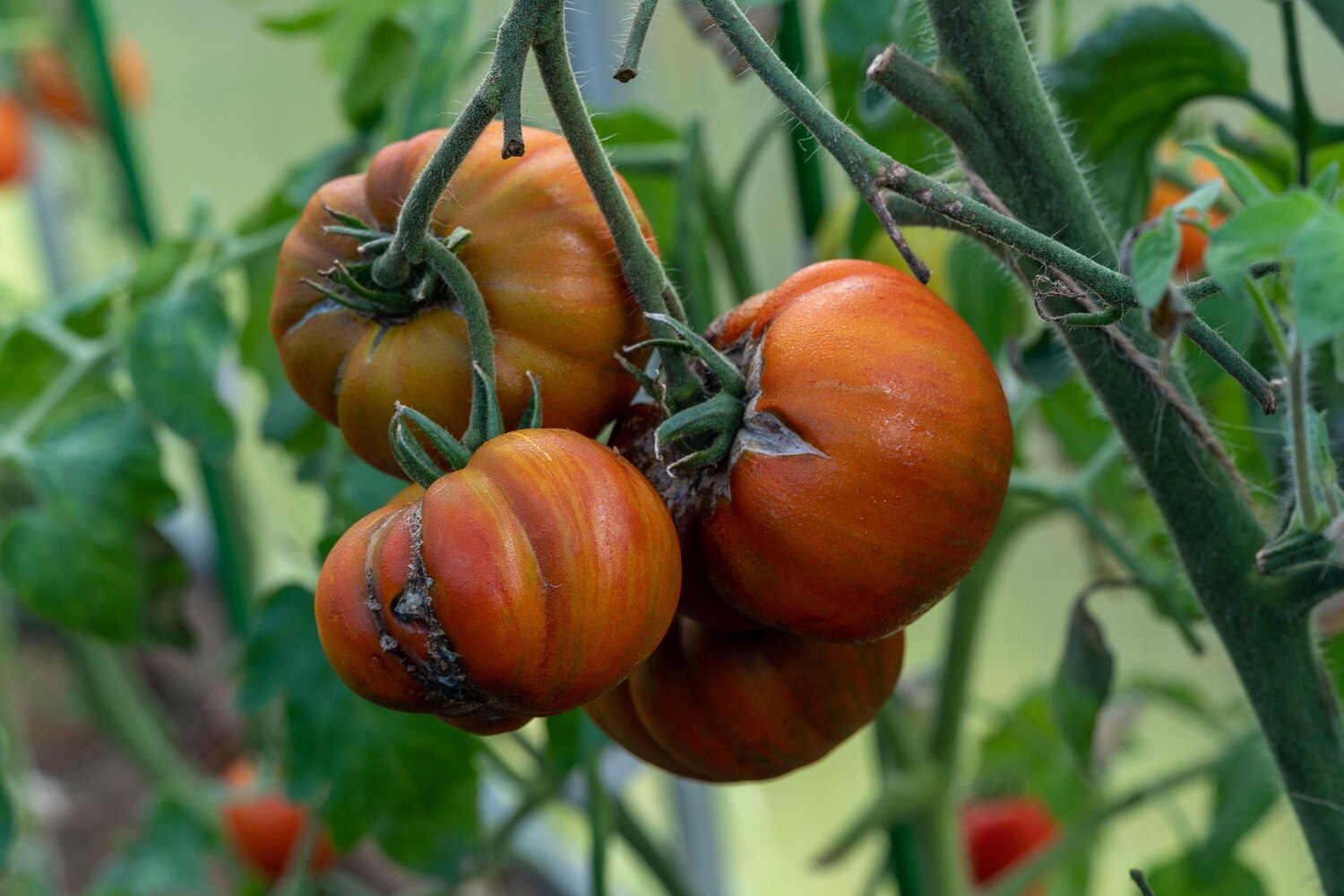 Heirloom tomatoes ripening on the vine in a garden setting, with a focus on their orange hues.
