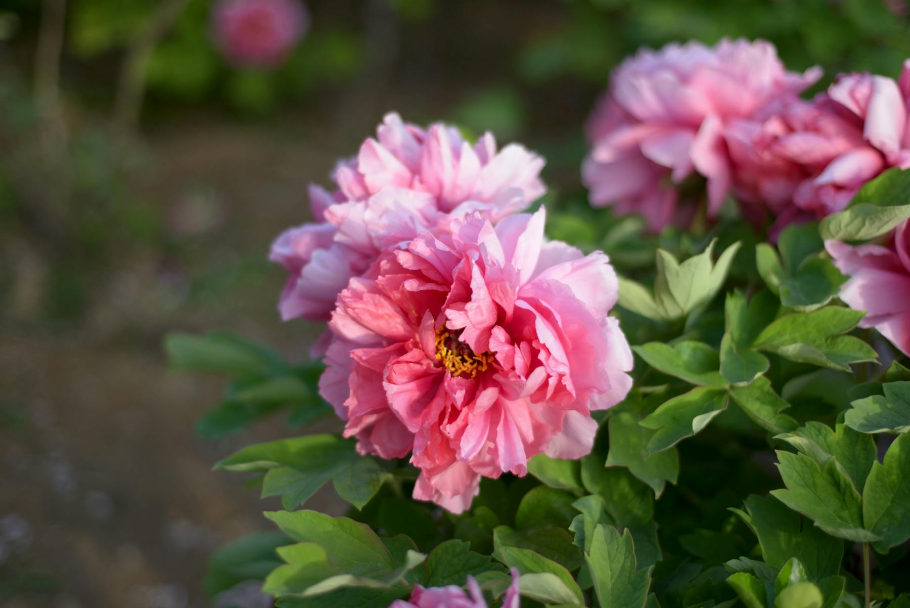 Tree Peonies vs. Herbaceous Peonies: Differences & Planting Guide
