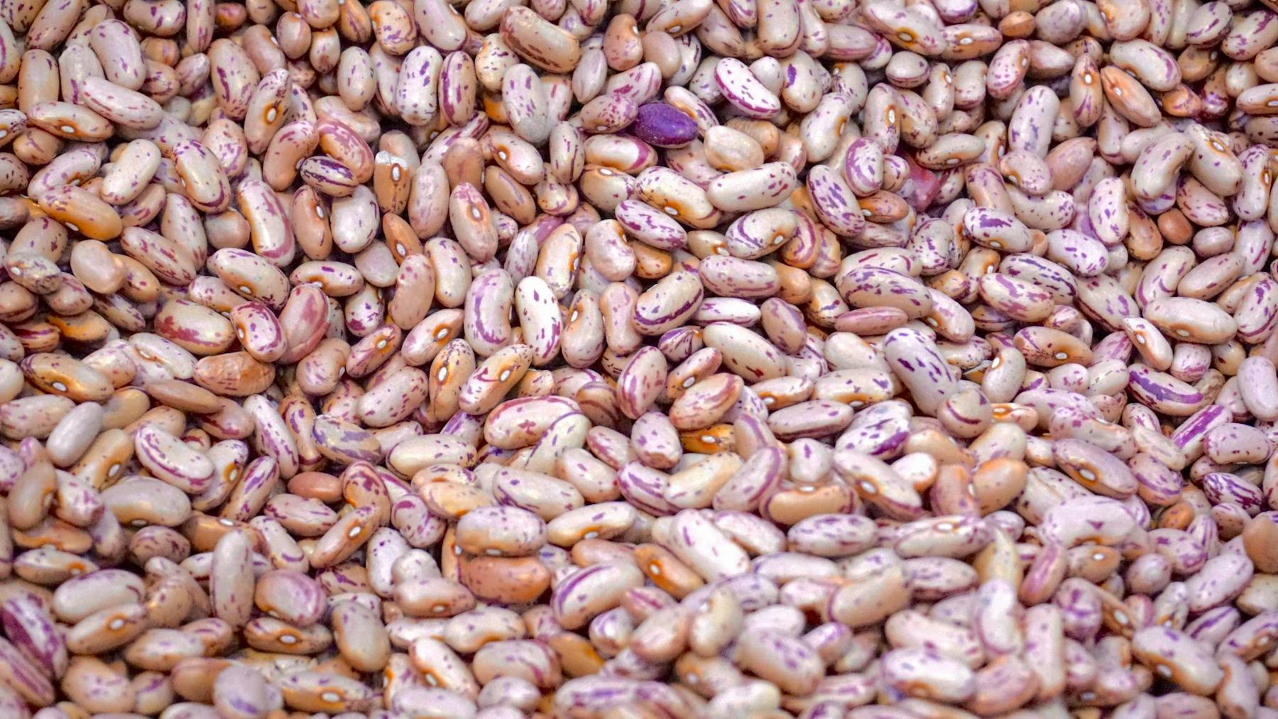 Types of Lima and Butter Bean Seeds