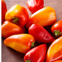 Thumbnail for Feher Ozon Paprika Pepper (Sweet), Organic options available